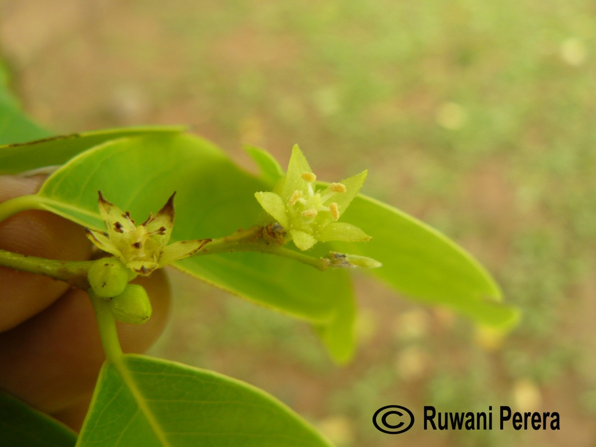 Cleistanthus collinus (Roxb.) Benth. ex Hook.f.