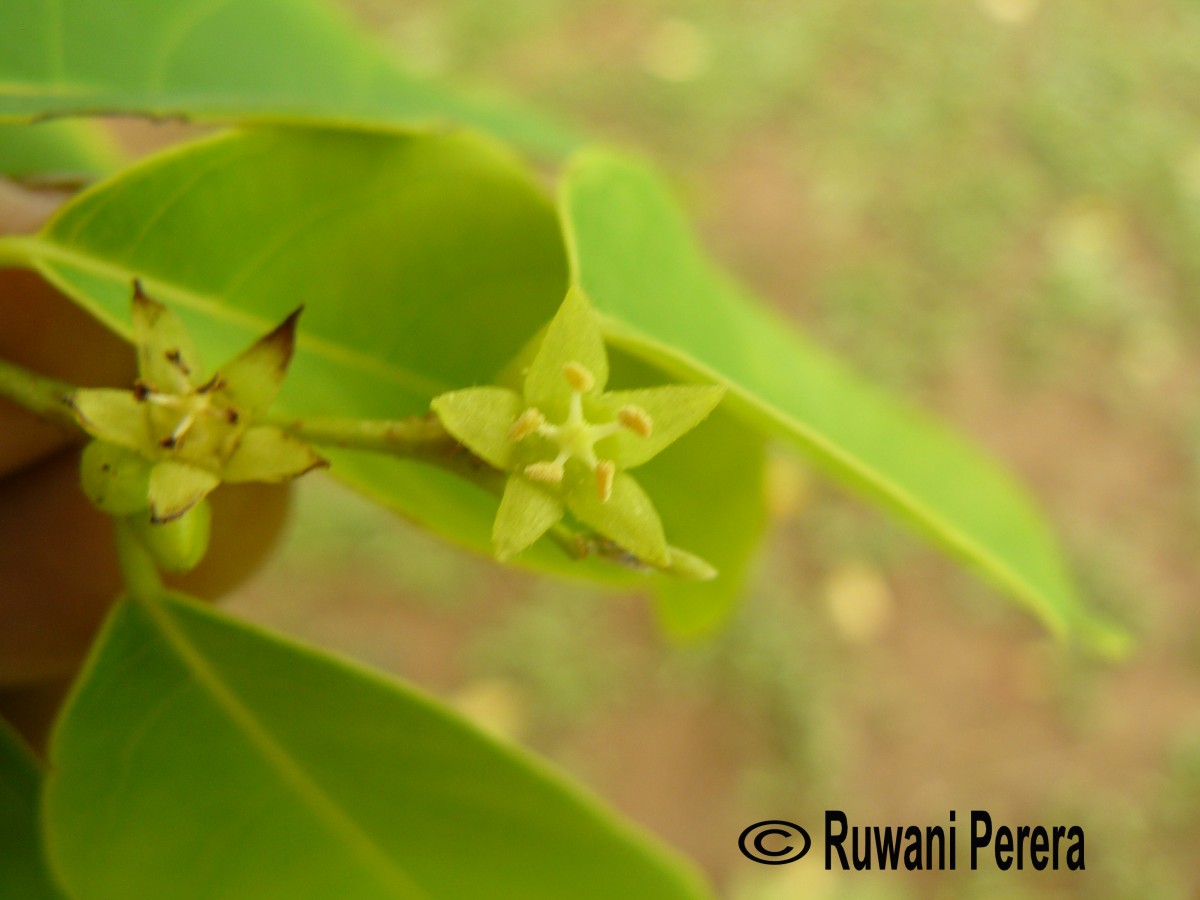 Cleistanthus collinus (Roxb.) Benth. ex Hook.f.