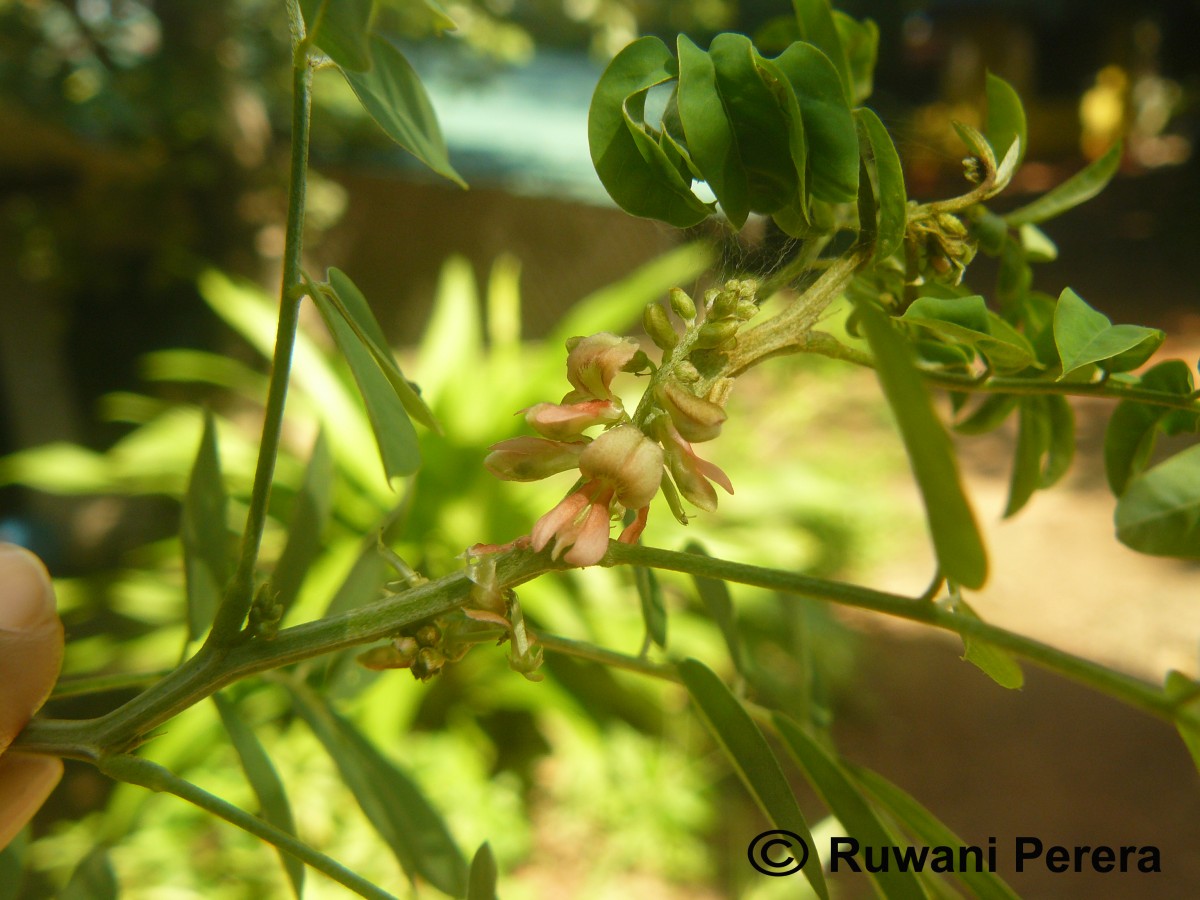 Indigofera suffruticosa Mill.