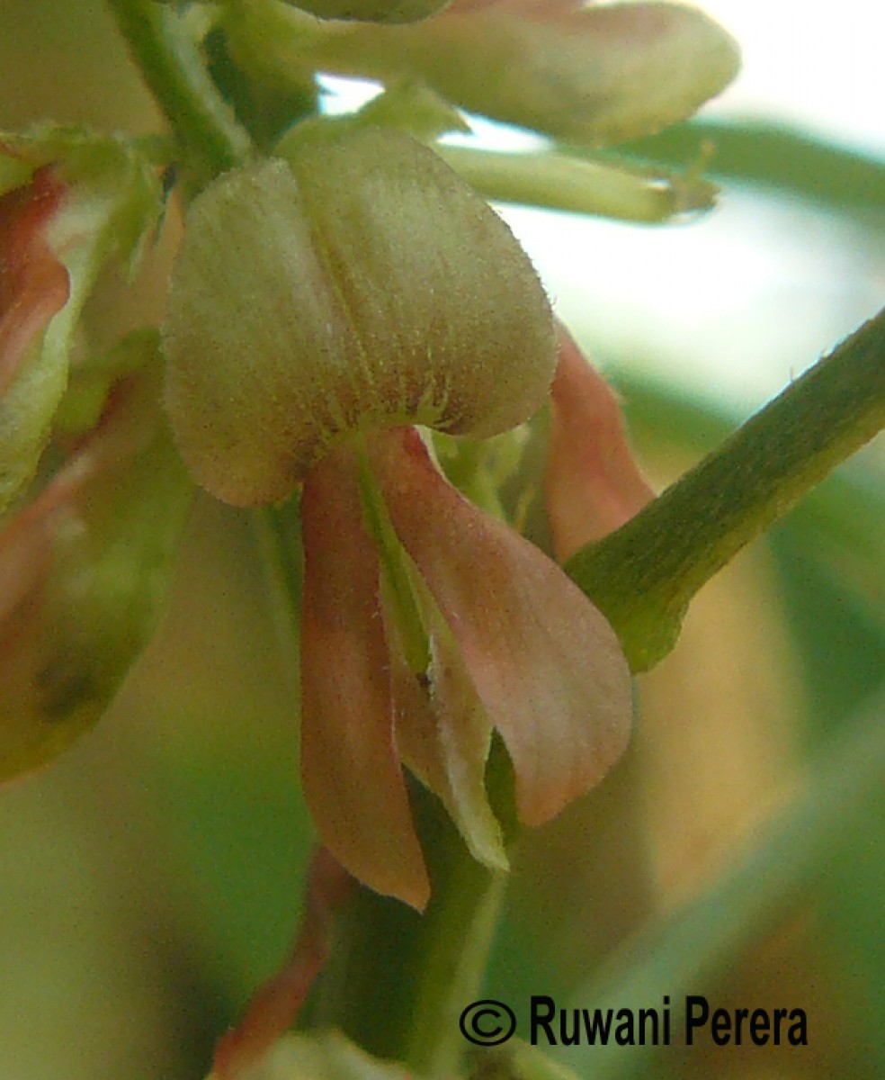 Indigofera suffruticosa Mill.