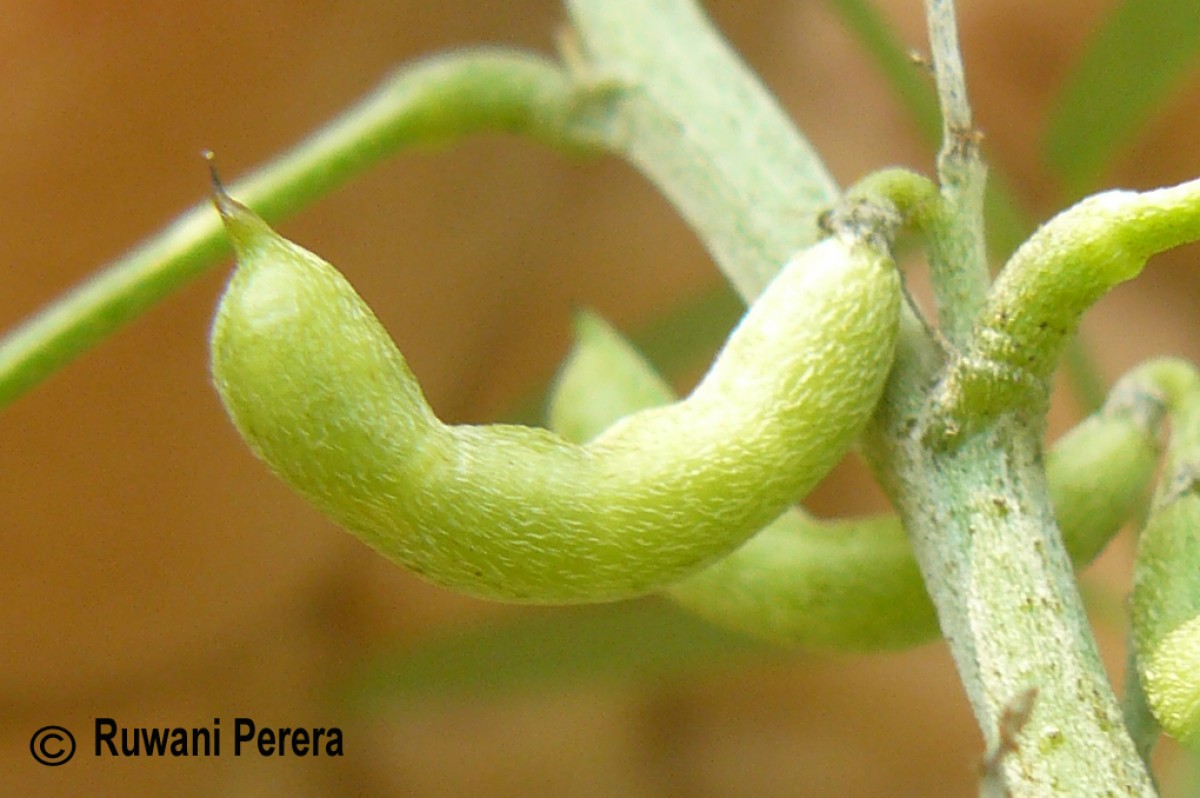 Indigofera suffruticosa Mill.