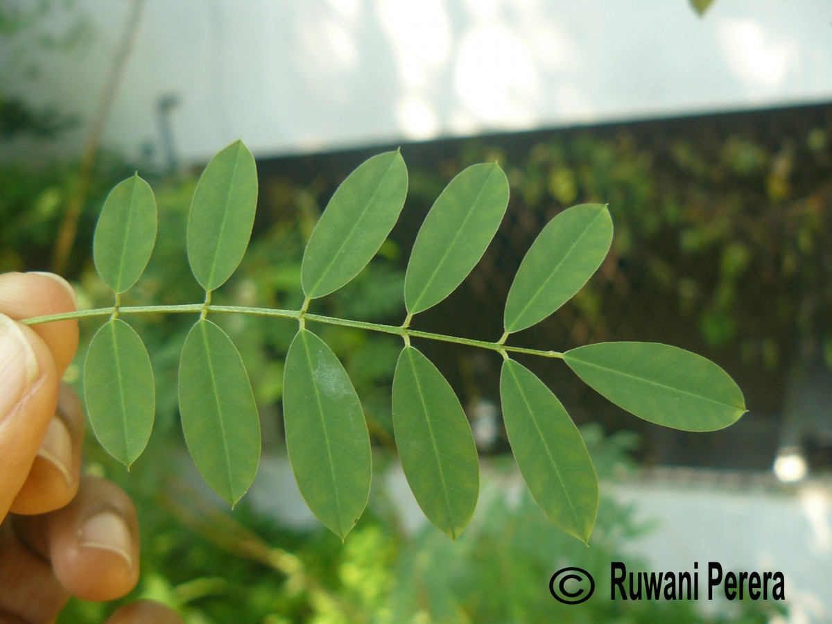 Indigofera suffruticosa Mill.