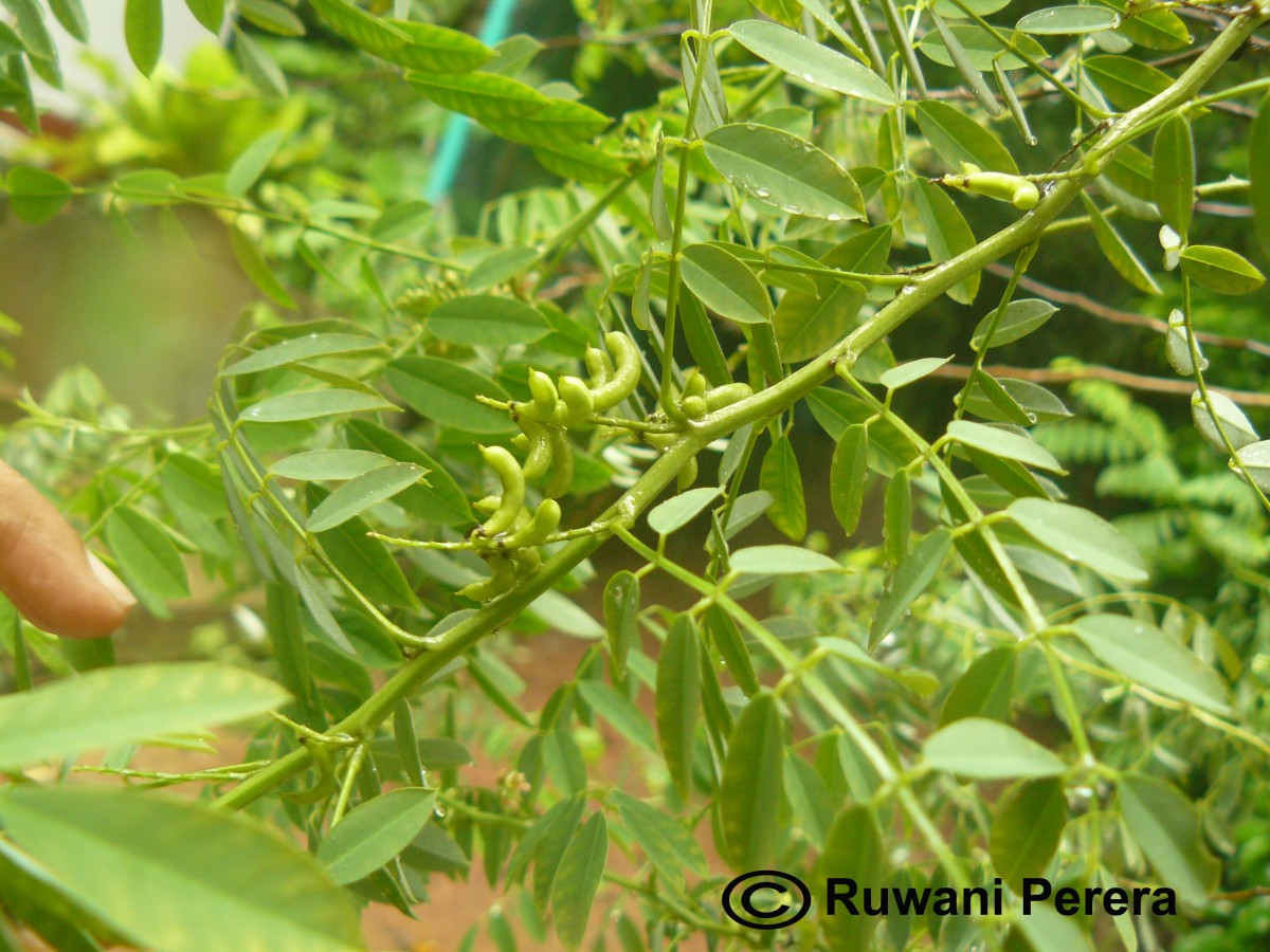 Indigofera suffruticosa Mill.