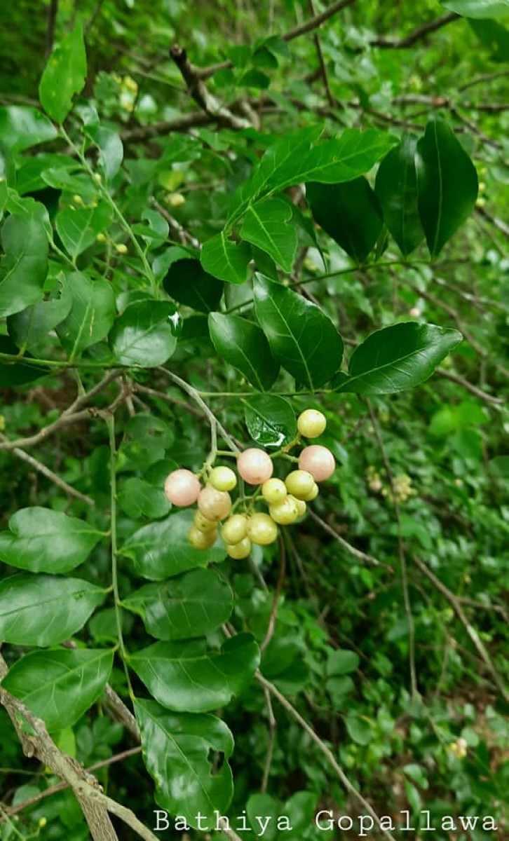 Clausena anisata (Willd.) Hook.f. ex Benth.