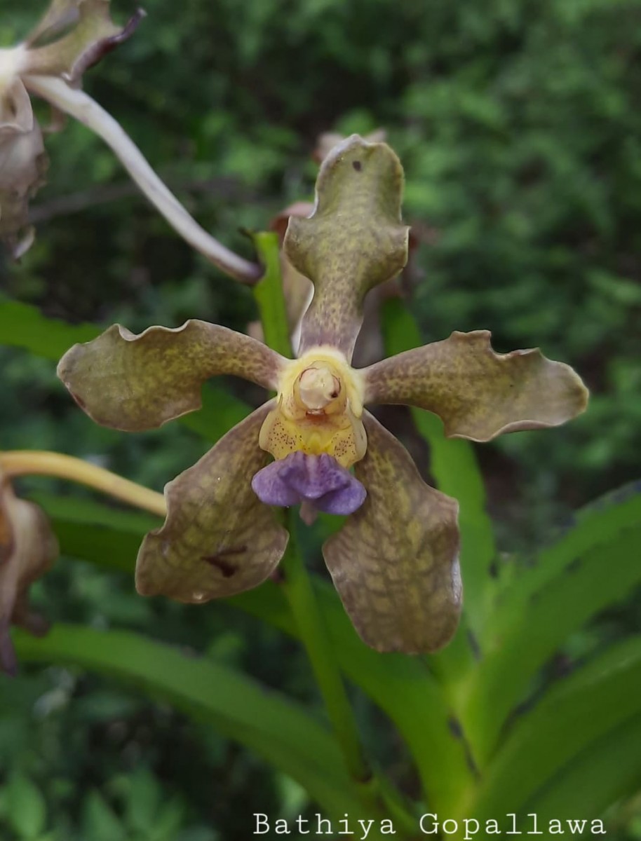 Vanda tessellata (Roxb.) Hook. ex G.Don