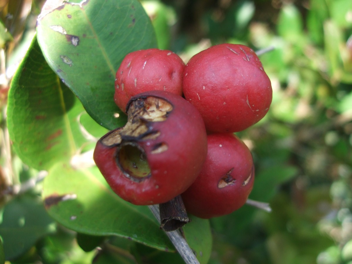 Syzygium fergusonii (Trimen) Gamble