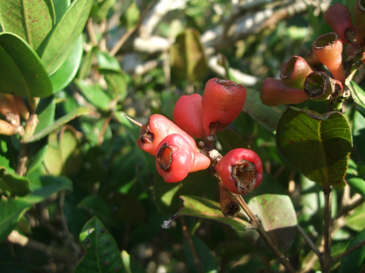 Syzygium fergusonii (Trimen) Gamble