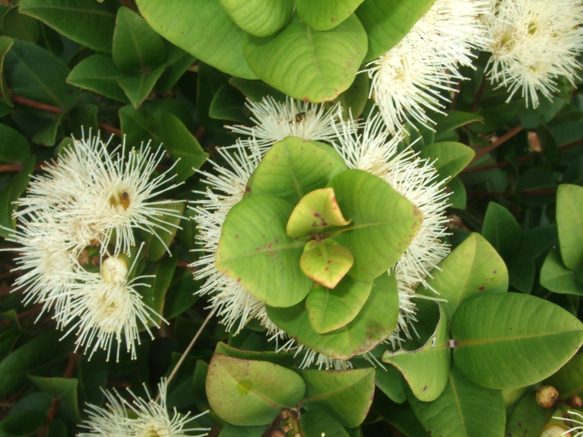 Syzygium fergusonii (Trimen) Gamble