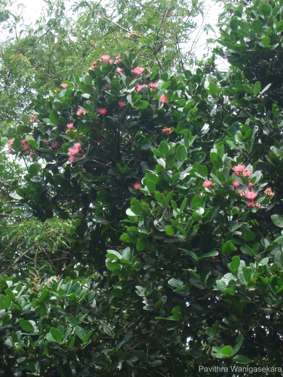 Syzygium gardneri Thwaites