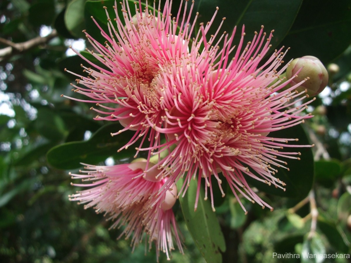 Syzygium gardneri Thwaites