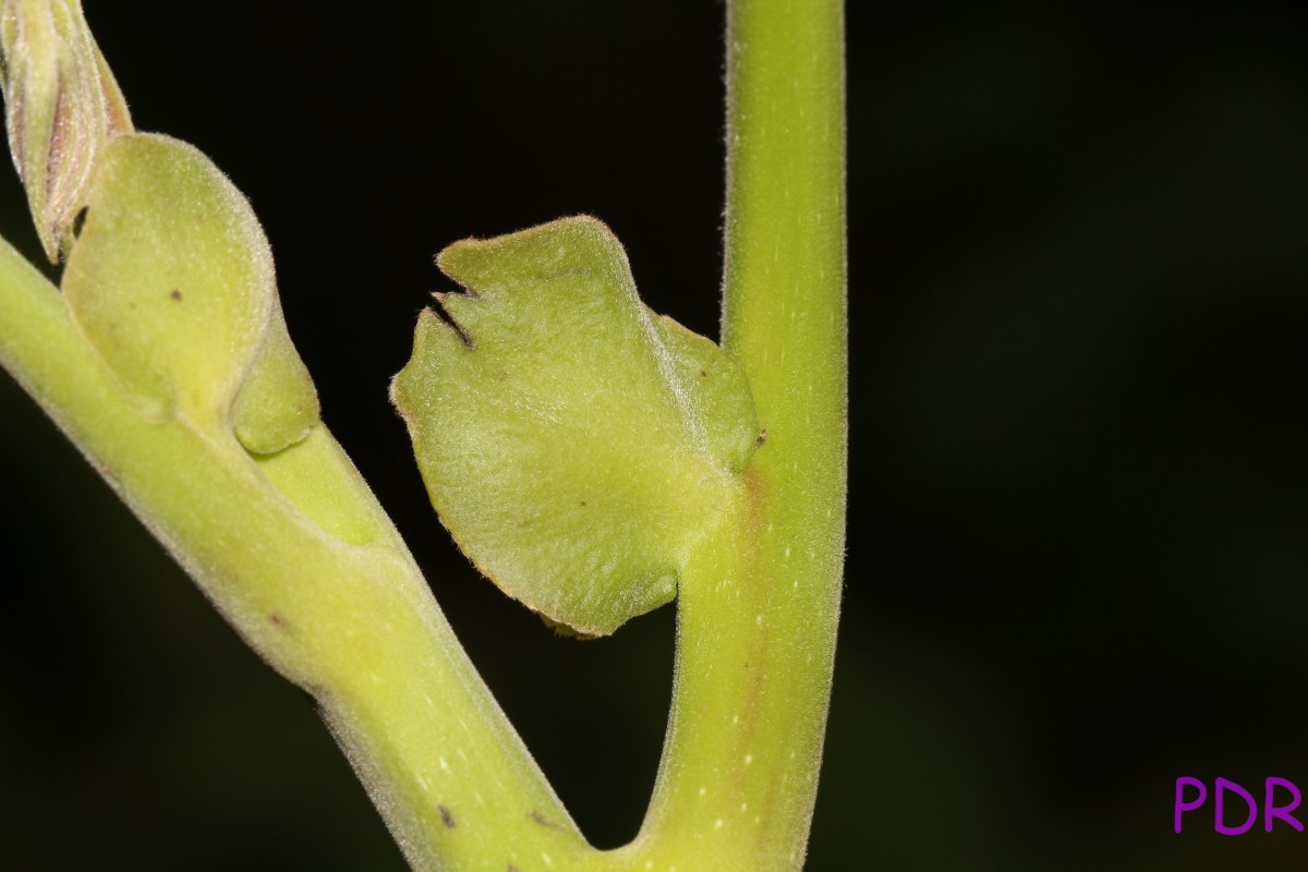 Canarium zeylanicum (Retz.) Blume