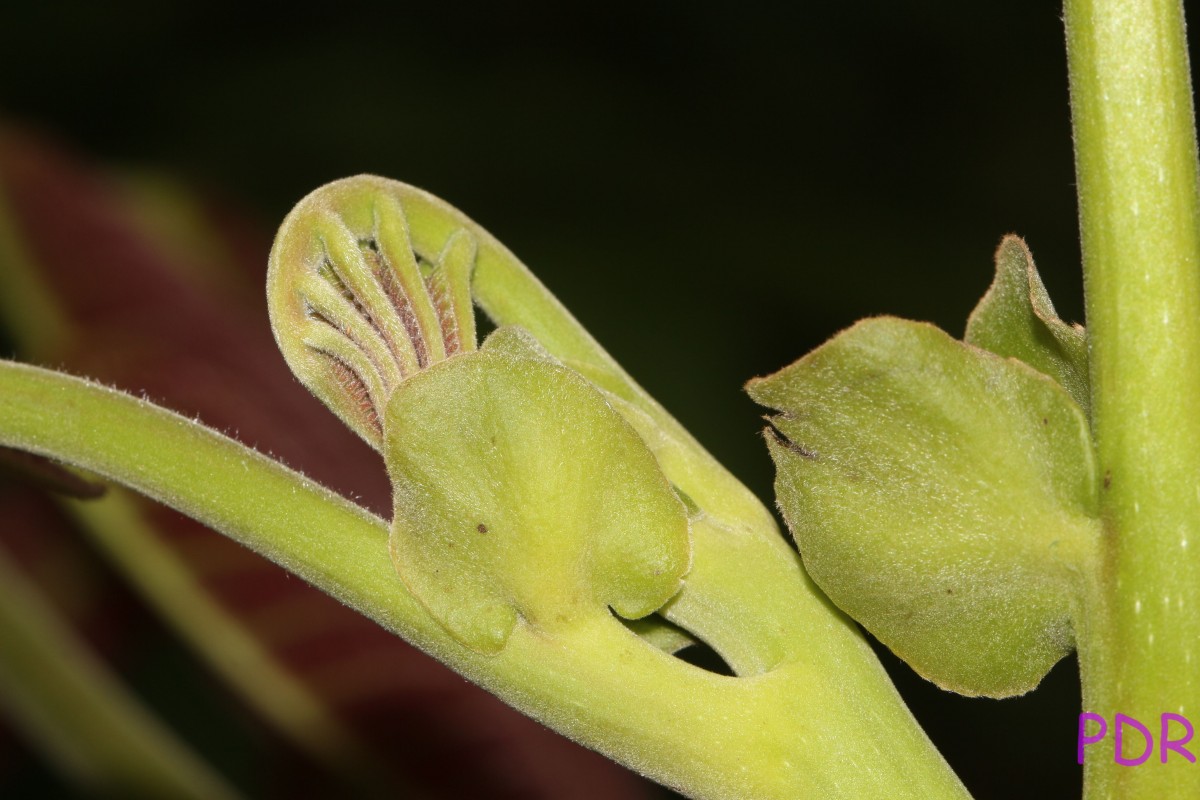 Canarium zeylanicum (Retz.) Blume