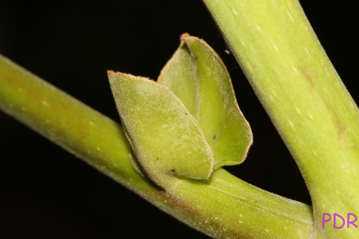 Canarium zeylanicum (Retz.) Blume