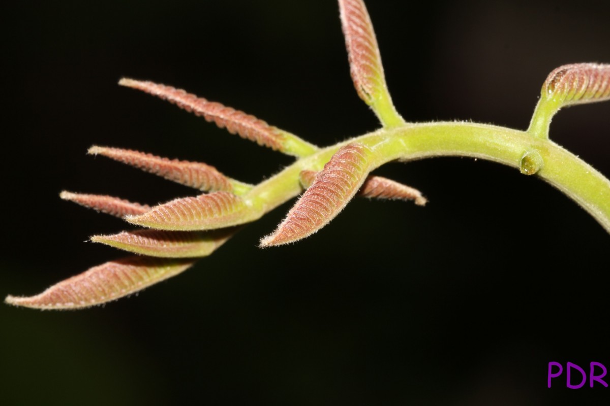 Canarium zeylanicum (Retz.) Blume