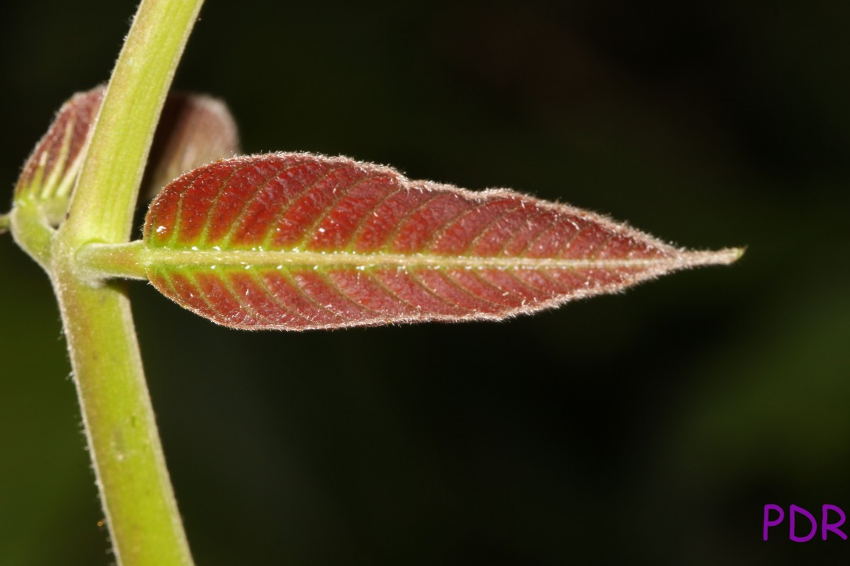 Canarium zeylanicum (Retz.) Blume