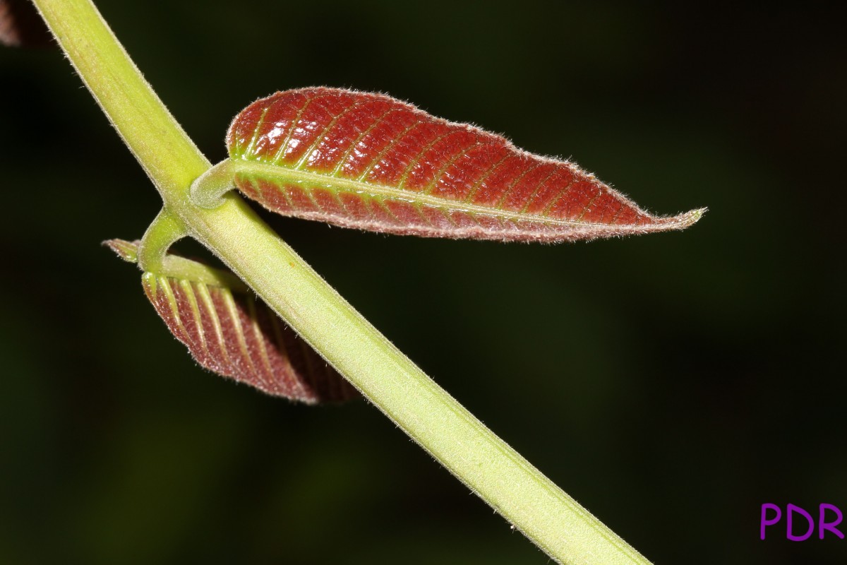 Canarium zeylanicum (Retz.) Blume