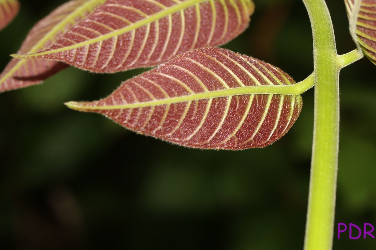 Canarium zeylanicum (Retz.) Blume