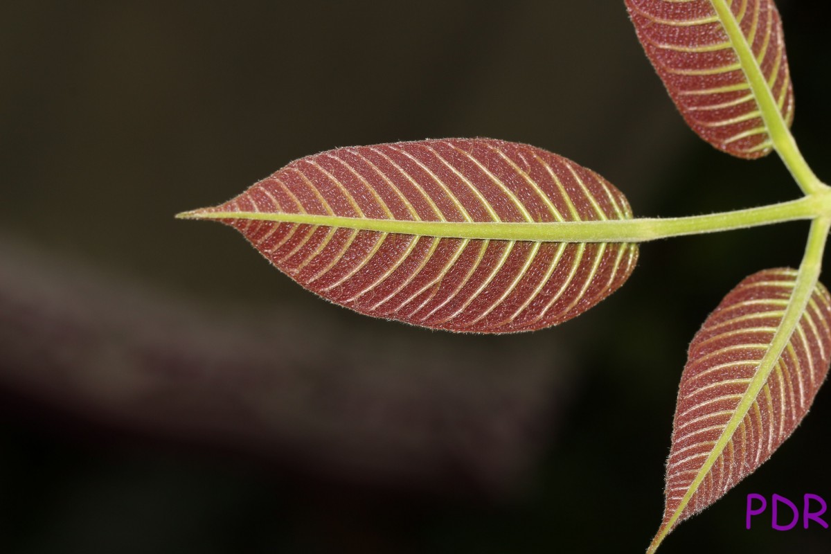 Canarium zeylanicum (Retz.) Blume