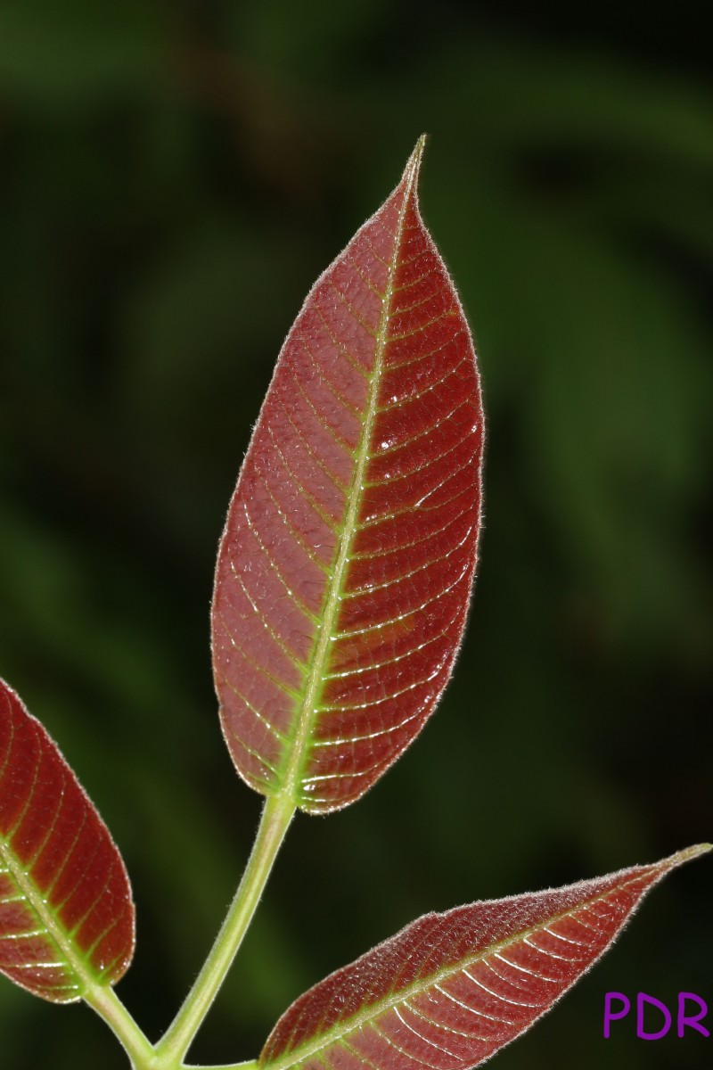 Canarium zeylanicum (Retz.) Blume