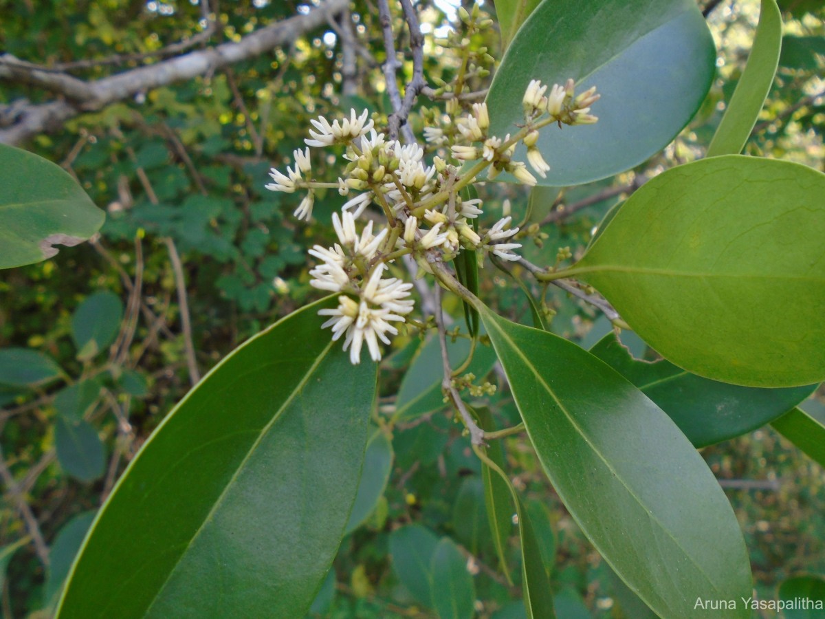 Chionanthus zeylanicus L.