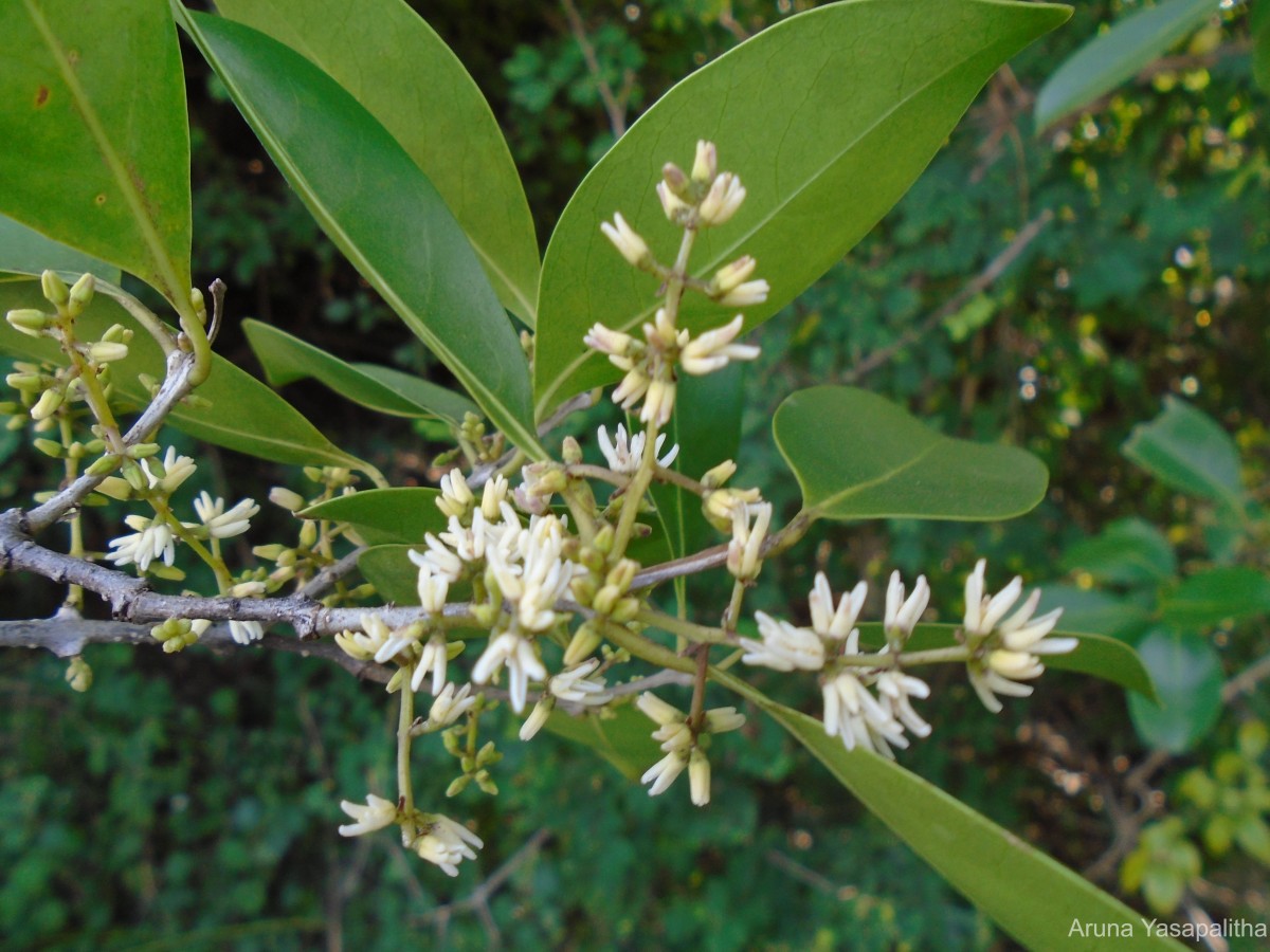 Chionanthus zeylanicus L.