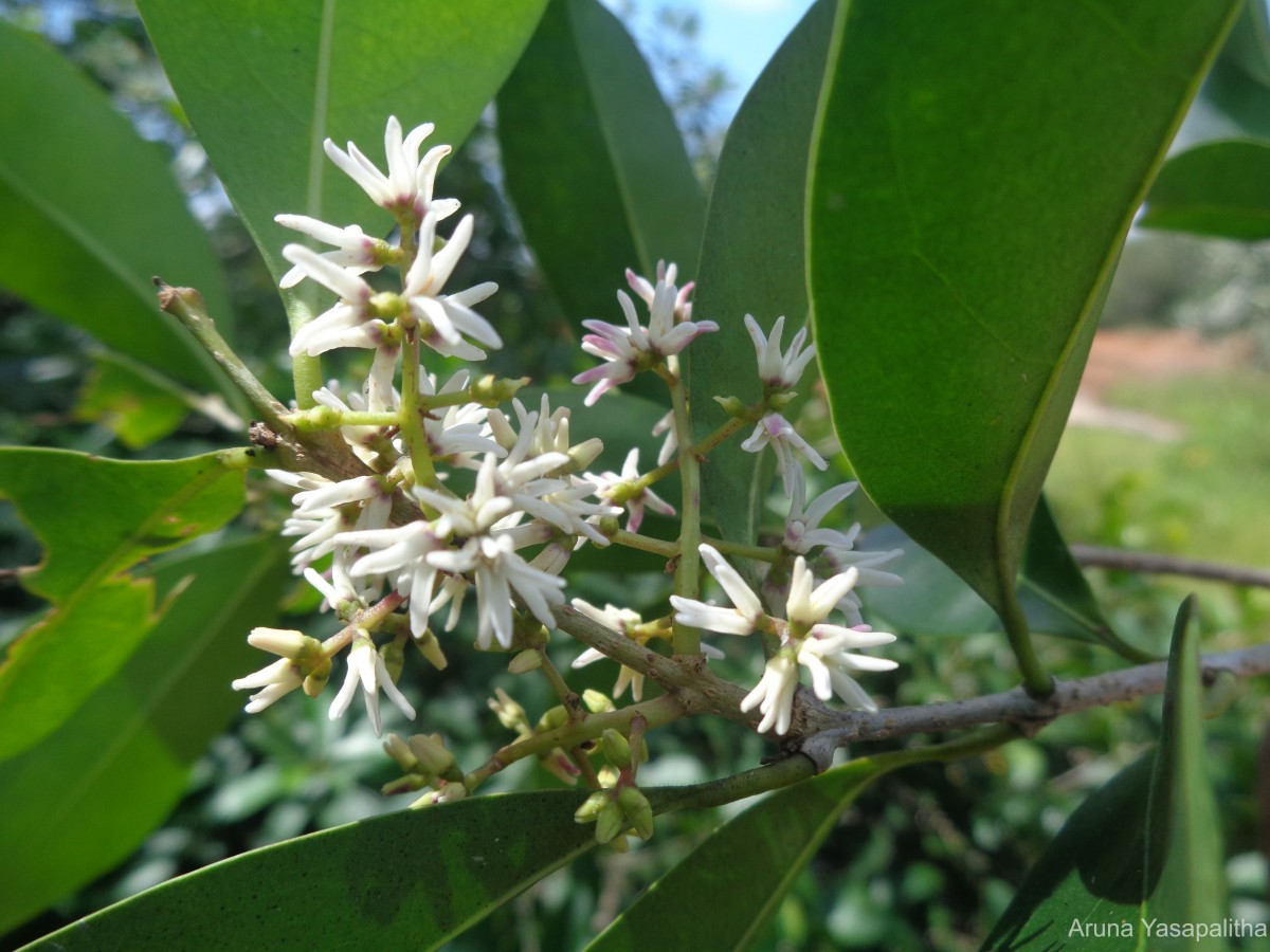 Chionanthus zeylanicus L.