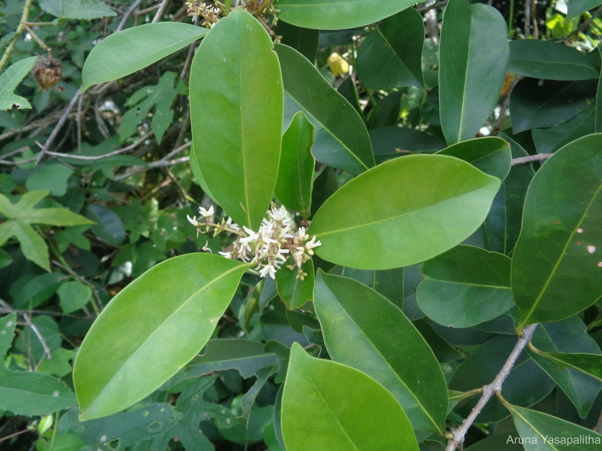 Chionanthus zeylanicus L.