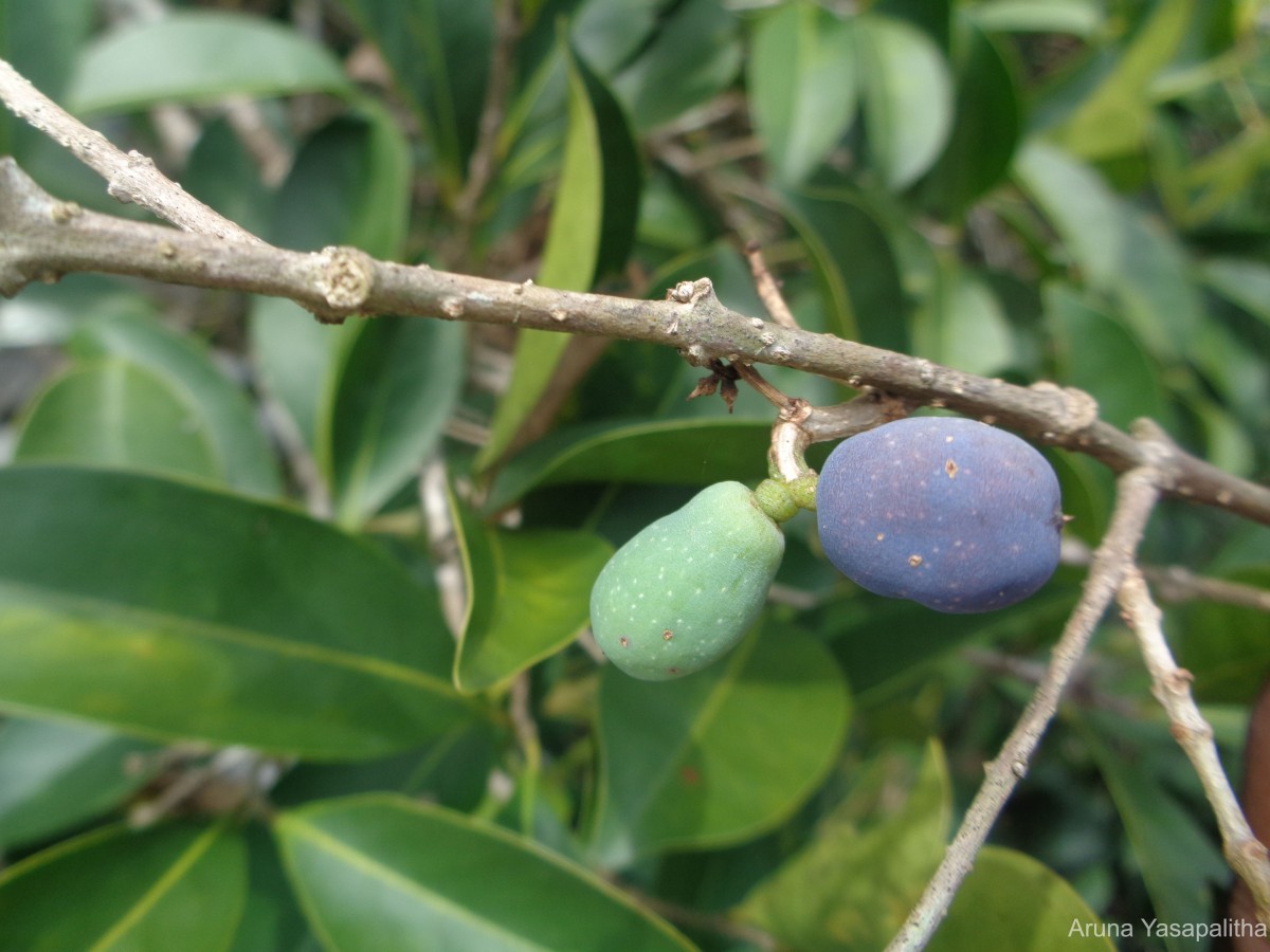 Chionanthus zeylanicus L.