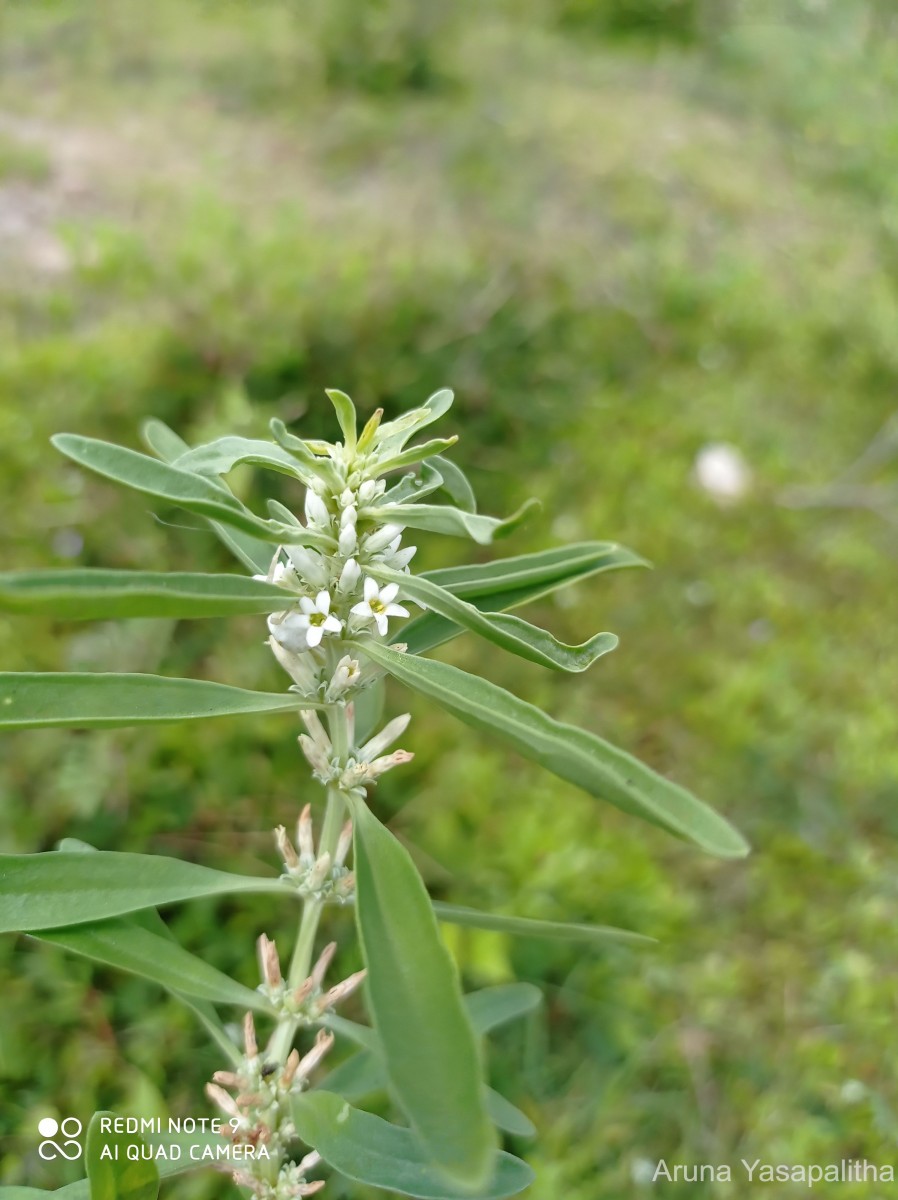 Enicostema axillare (Poir. ex Lam.) A.Raynal