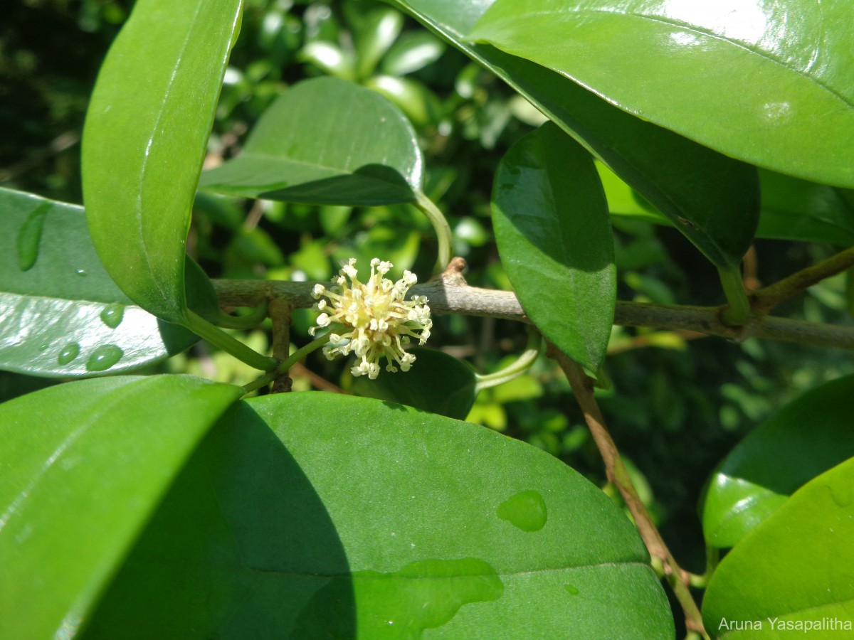 Maclura spinosa (Willd.) C.C.Berg