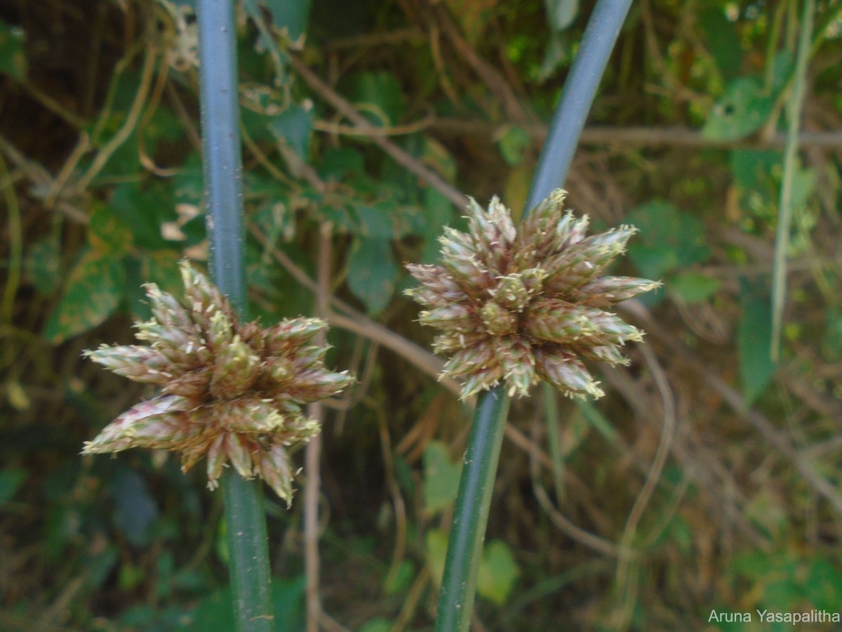 Schoenoplectiella articulata (L.) Lye