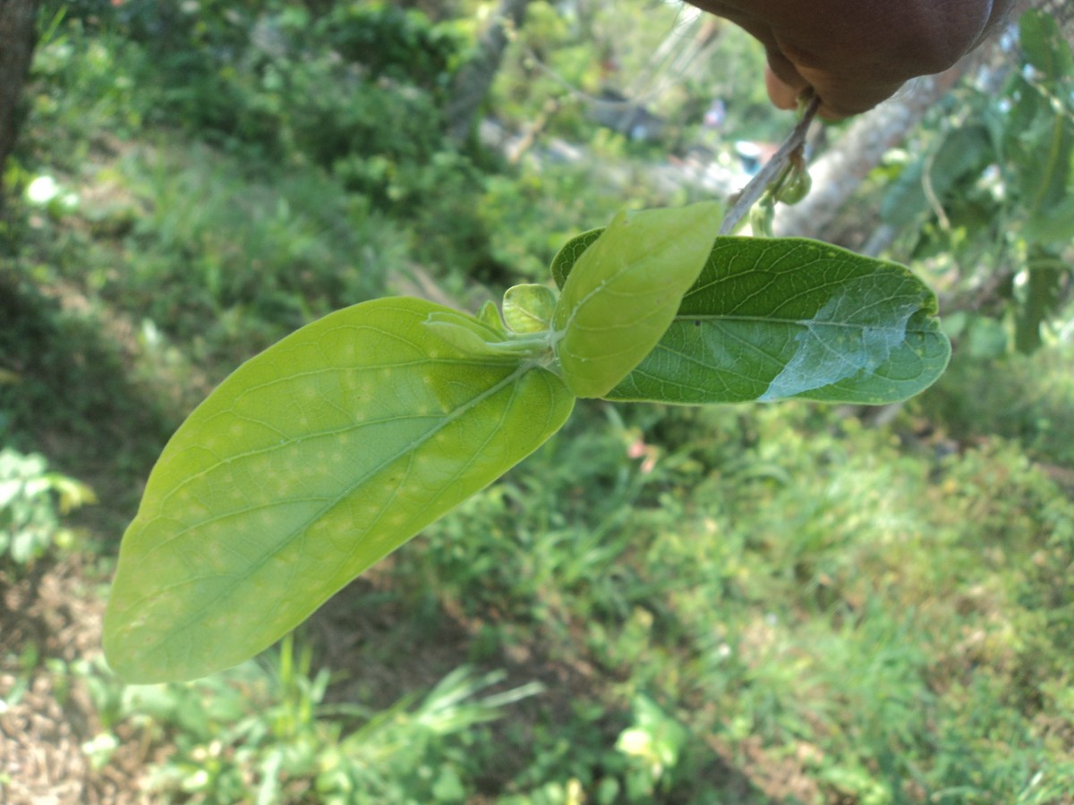 Alangium salviifolium (L.f.) Wangerin