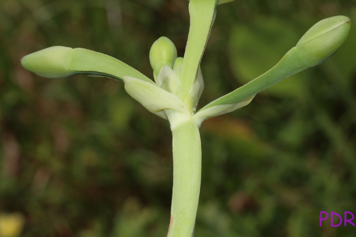 Limnocharis flava (L.) Buchenau