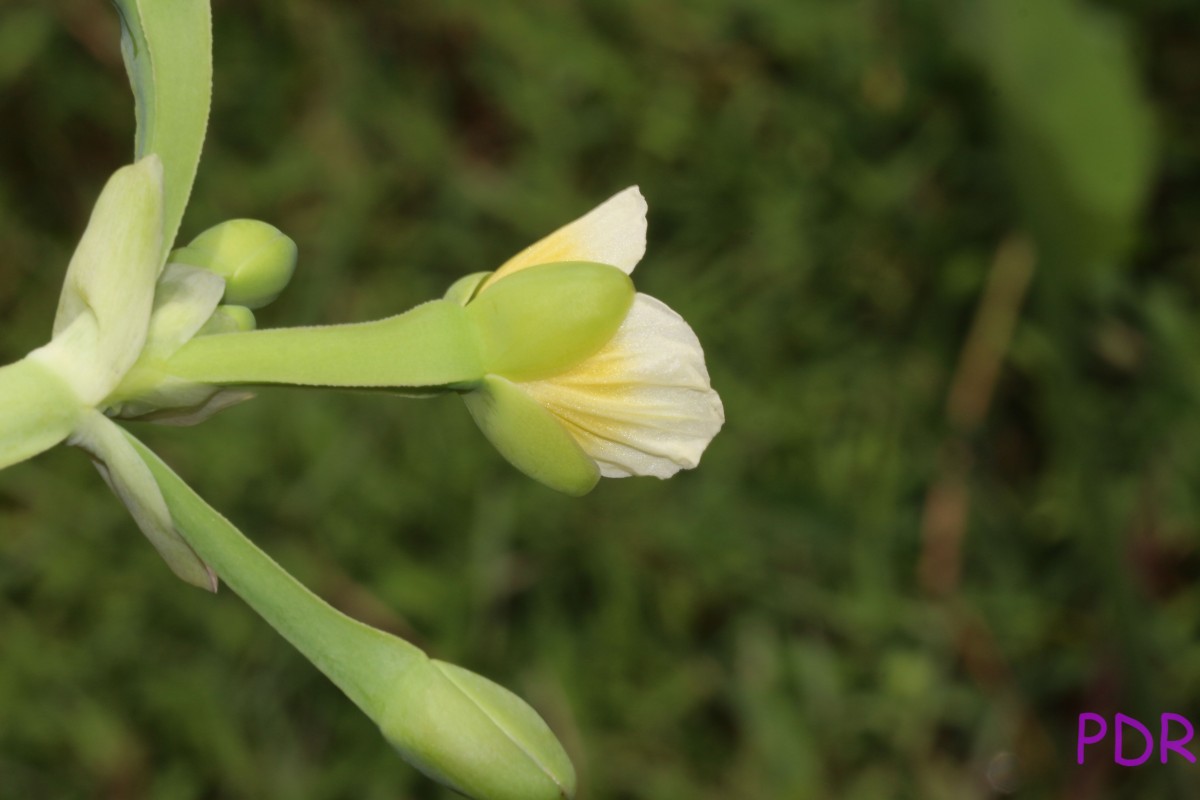 Limnocharis flava (L.) Buchenau