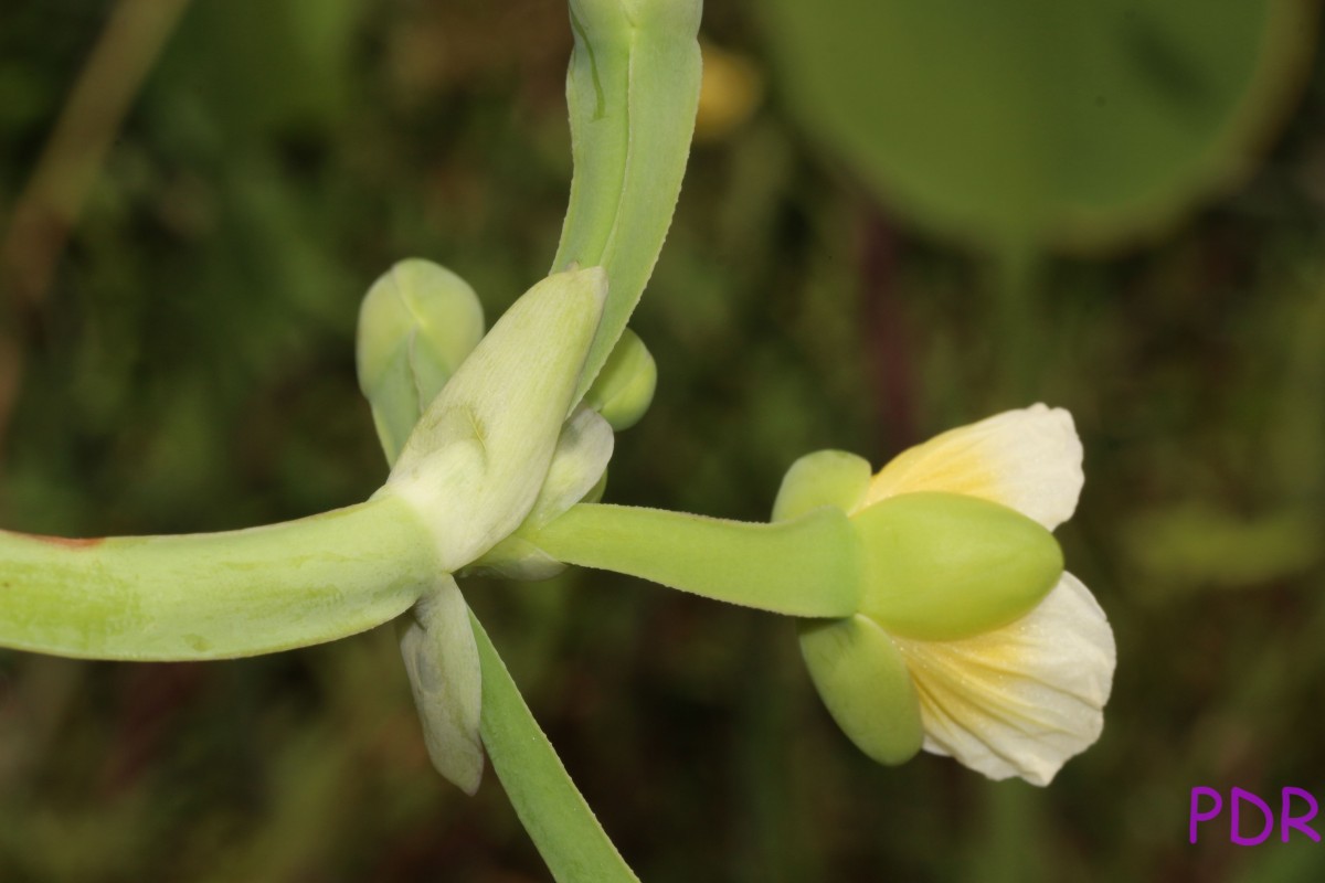 Limnocharis flava (L.) Buchenau