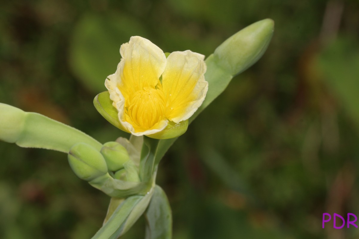 Limnocharis flava (L.) Buchenau