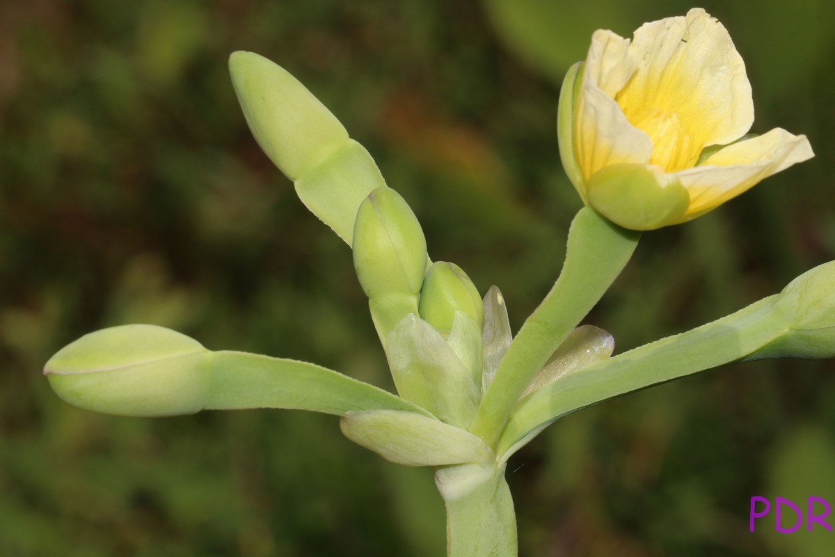 Limnocharis flava (L.) Buchenau