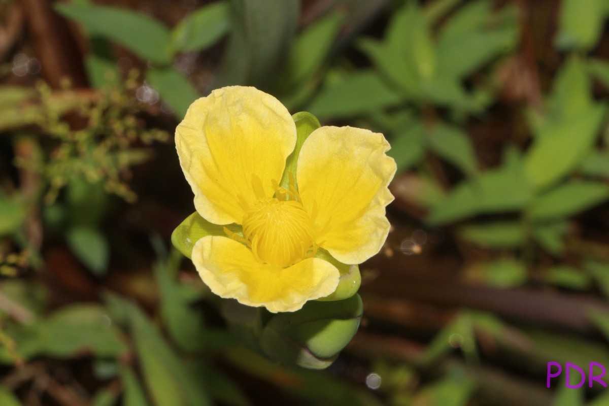 Limnocharis flava (L.) Buchenau