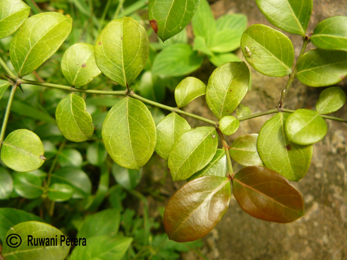 Carissa spinarum L.