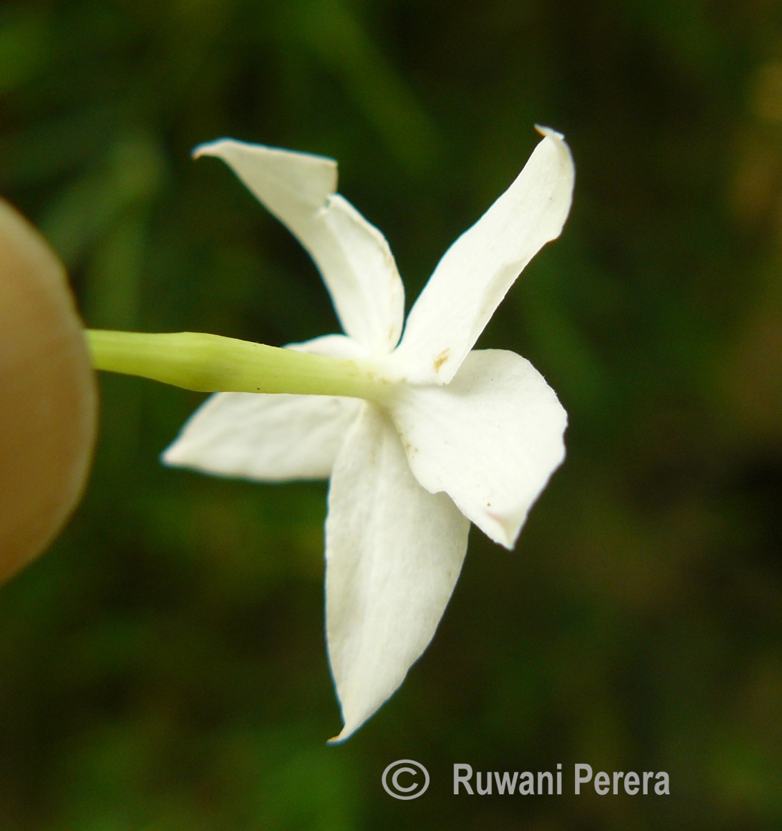 Carissa spinarum L.