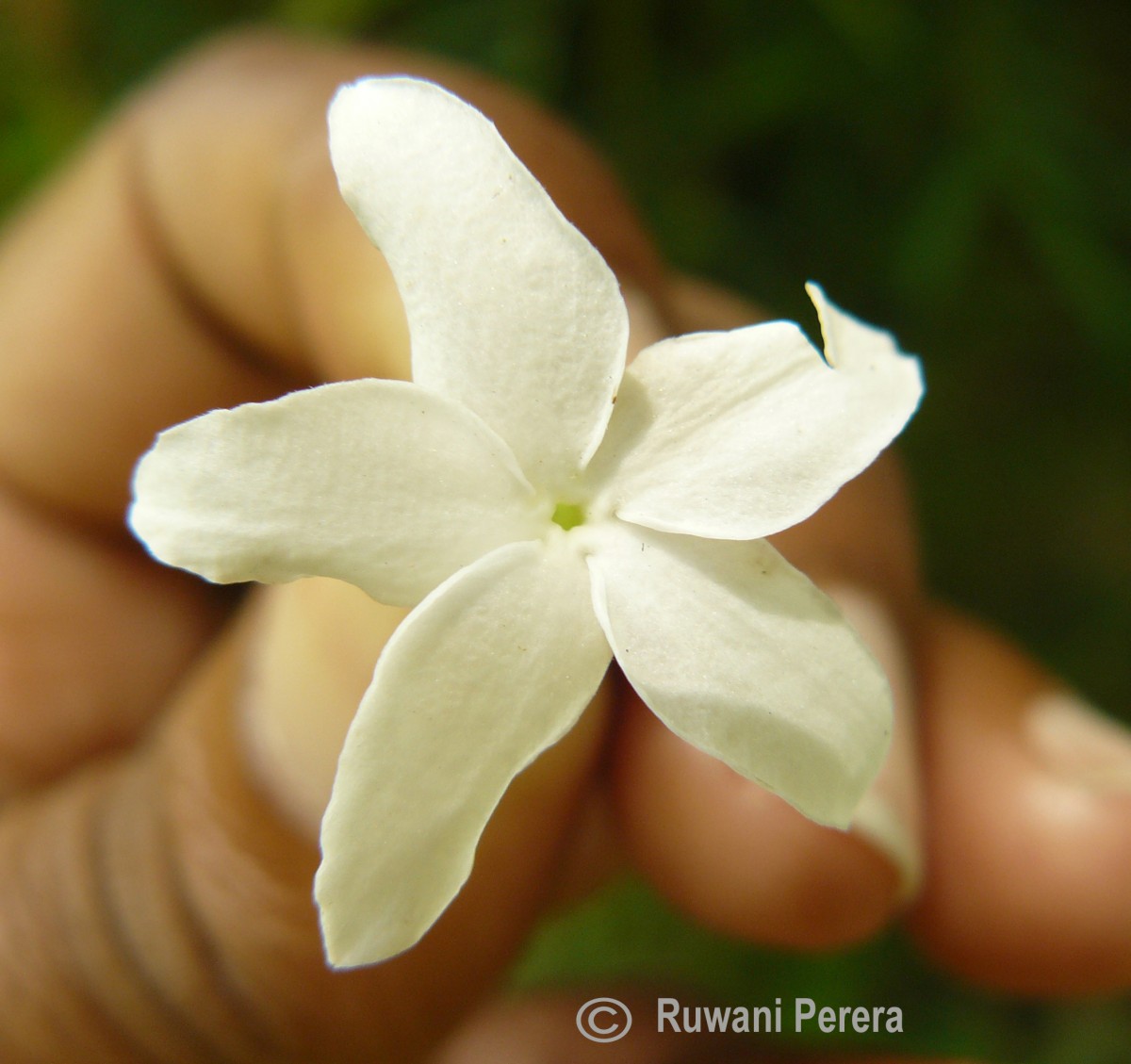 Carissa spinarum L.