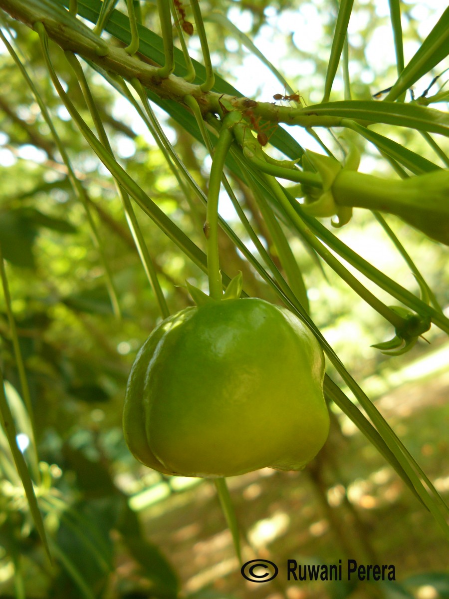 Cascabela thevetia (L.) Lippold