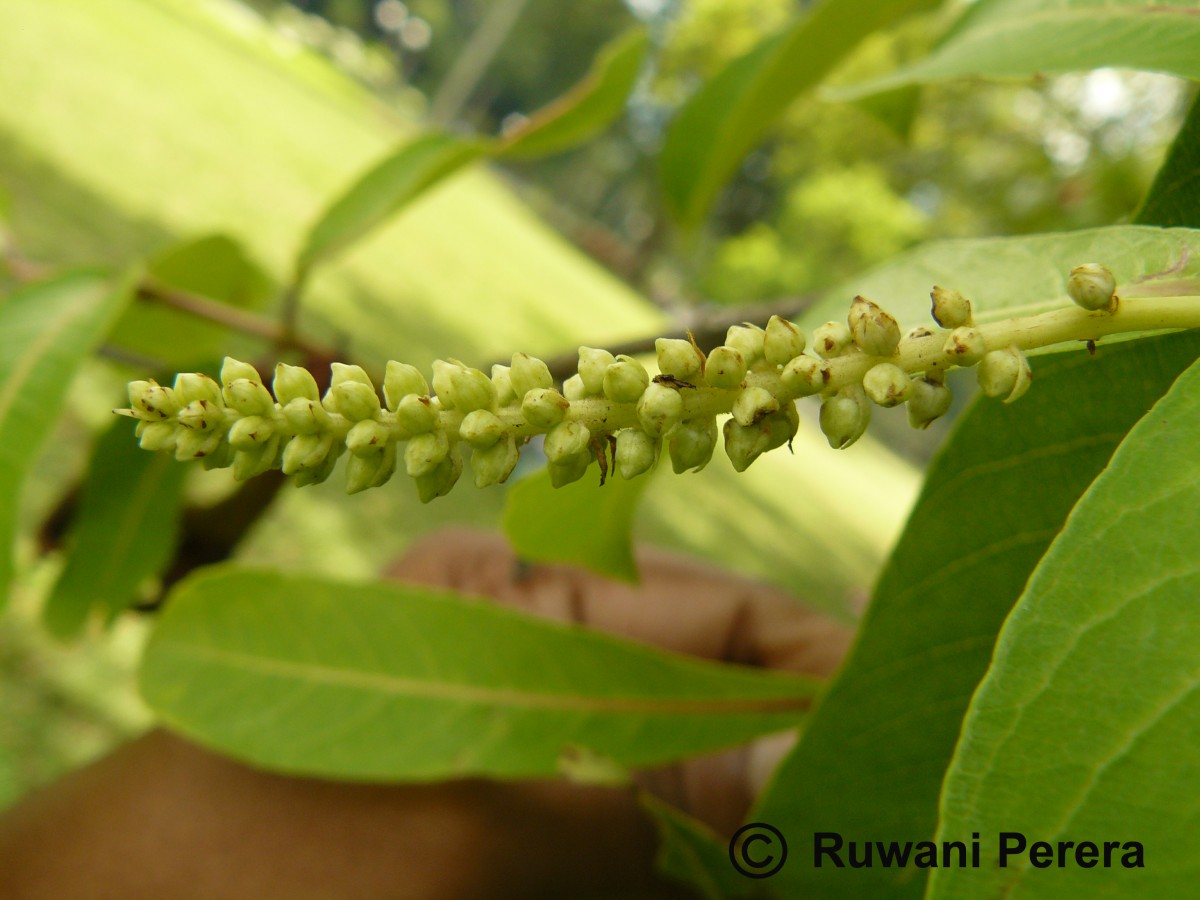 Terminalia arjuna (Roxb. ex DC.) Wight & Arn.