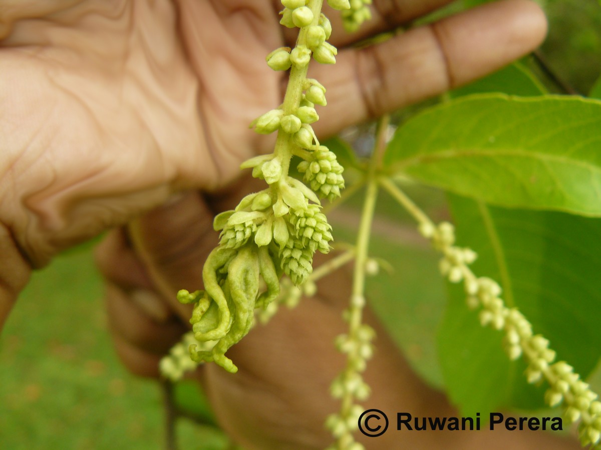 Terminalia arjuna (Roxb. ex DC.) Wight & Arn.