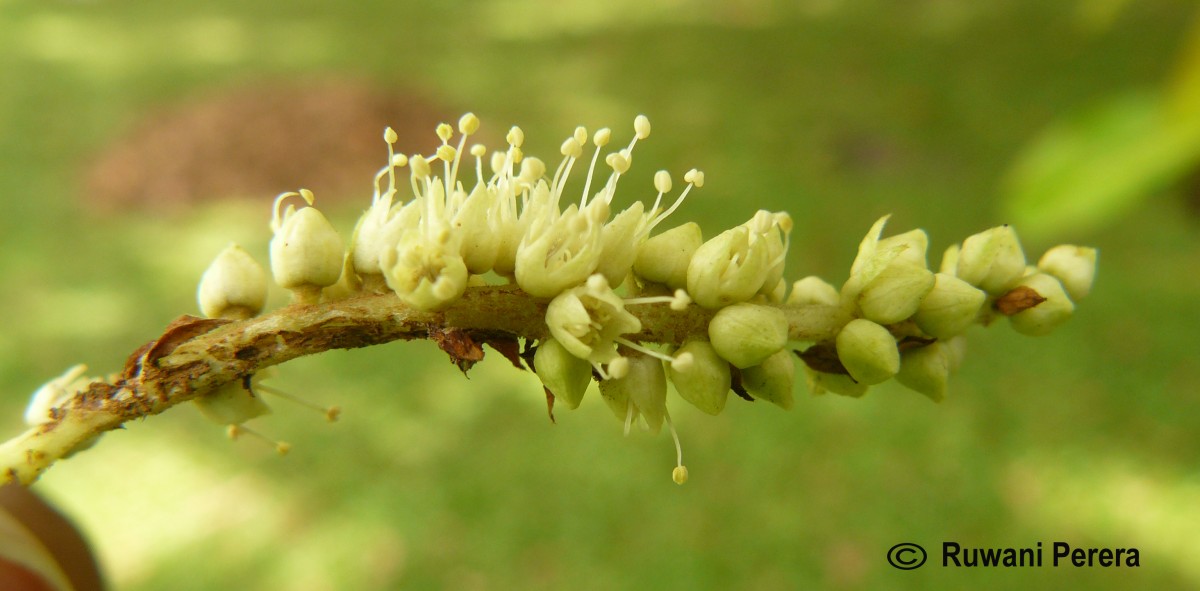 Terminalia arjuna (Roxb. ex DC.) Wight & Arn.