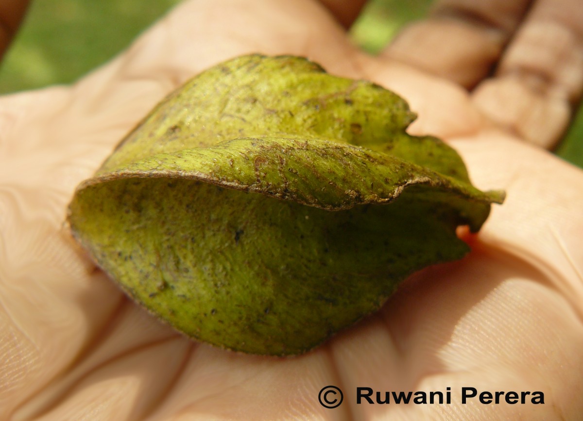 Terminalia arjuna (Roxb. ex DC.) Wight & Arn.