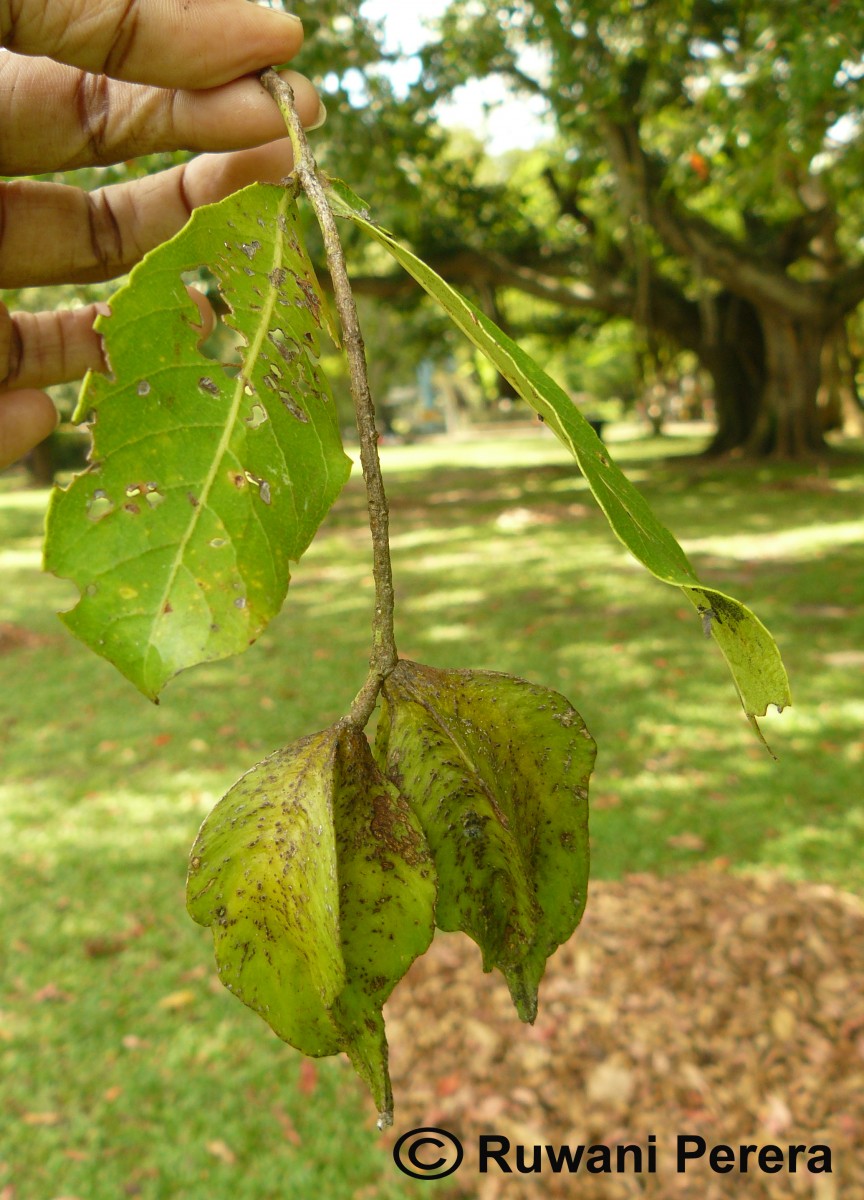 Terminalia arjuna (Roxb. ex DC.) Wight & Arn.