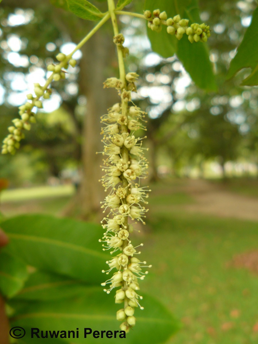 Terminalia arjuna (Roxb. ex DC.) Wight & Arn.