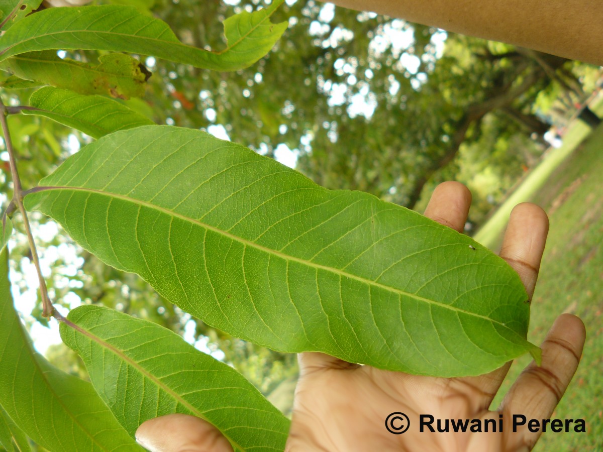 Terminalia arjuna (Roxb. ex DC.) Wight & Arn.