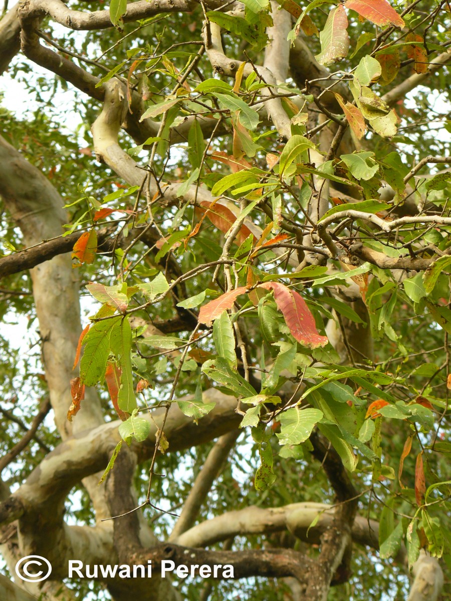 Terminalia arjuna (Roxb. ex DC.) Wight & Arn.